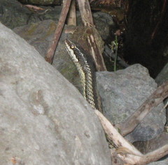 Philodryas chamissonis