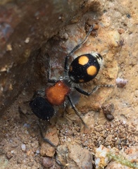 Pseudomethoca ugaldei