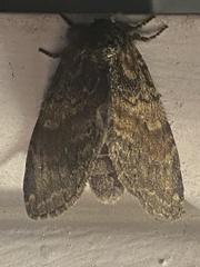 Peridea bordeloni