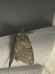 Peridea bordeloni