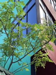 Moringa oleifera