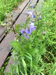 Polemonium caeruleum