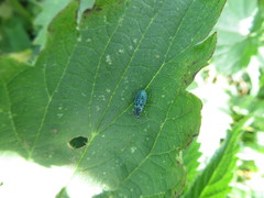 Phyllobius thalassinus
