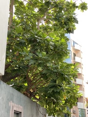 Artocarpus altilis