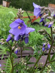 Polemonium caeruleum