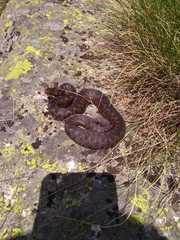 Vipera walser