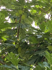 Artocarpus altilis