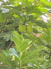 Artocarpus altilis
