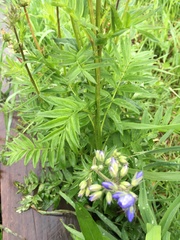 Polemonium caeruleum