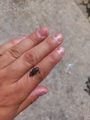 Chrysobothris affinis