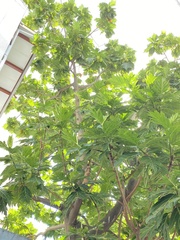 Artocarpus altilis