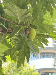 Artocarpus altilis