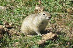 Caucasian Mountain Ground Squirrel photo 5