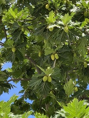 Artocarpus altilis