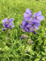 Polemonium caeruleum
