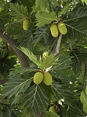Artocarpus altilis