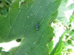 Phyllobius thalassinus