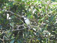 Apalis ruddi fumosa