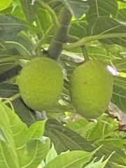 Artocarpus altilis