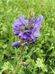 Polemonium caeruleum