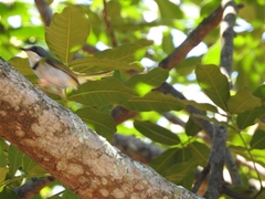 Apalis ruddi fumosa