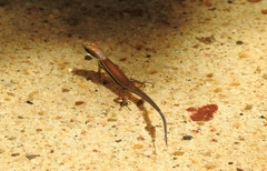 Trachylepis depressa