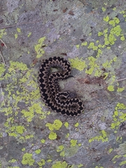 Vipera walser