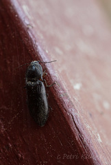 Paraphotistus impressus