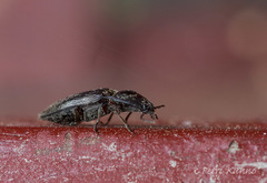 Paraphotistus impressus