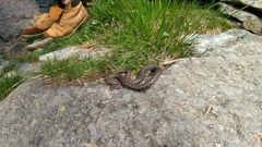 Vipera walser