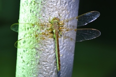 Neurocordulia xanthosoma