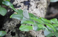 Leptosia alcesta inalcesta