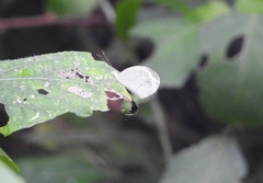 Leptosia alcesta inalcesta