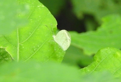 Leptosia alcesta inalcesta