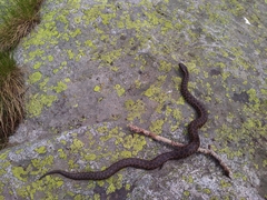 Vipera walser