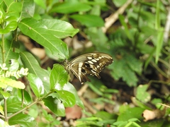 Papilio constantinus