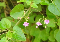 Commicarpus pentandrus