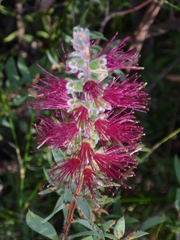 Melaleuca williamsii