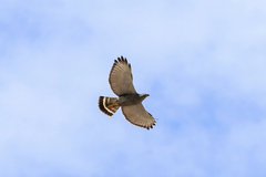 Buteo plagiatus