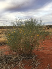 Crotalaria eremaea