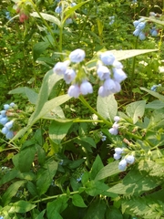 Symphytum caucasicum