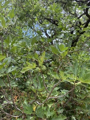 Ficus carica