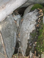 Philodryas chamissonis