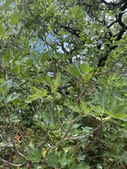 Ficus carica
