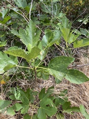 Ficus carica