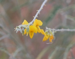 Crotalaria eremaea