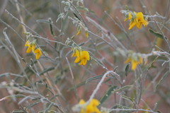 Crotalaria eremaea