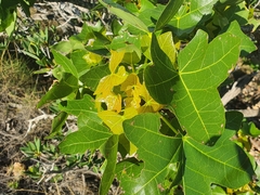 Brachychiton obtusilobus