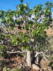 Brachychiton obtusilobus