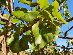 Brachychiton obtusilobus